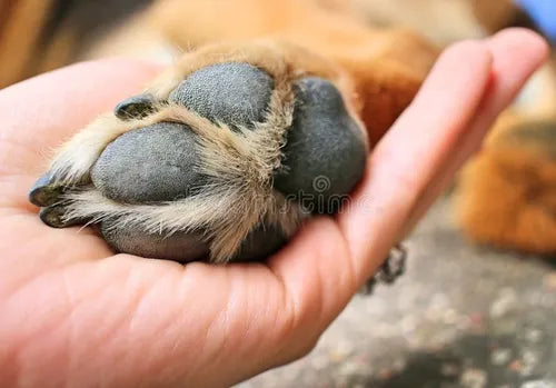 Revitalize Your Dog's Health