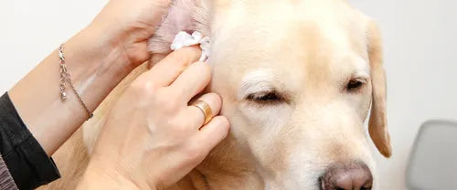 Revitalize Your Dog's Breathe