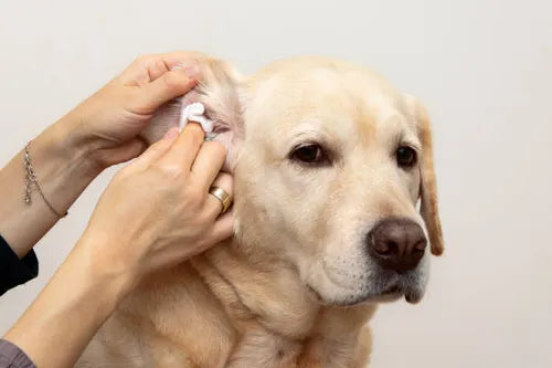 Revitalize Your Dog's Health