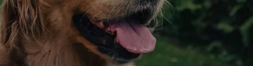 Revitalize Your Dog's Health